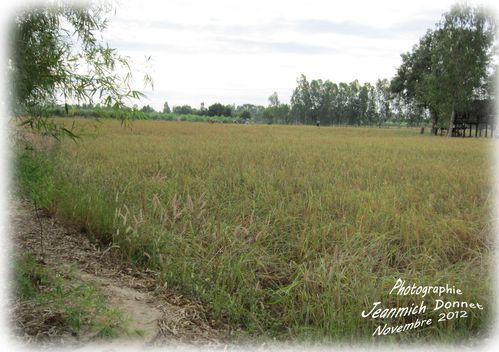 riz 008 copie