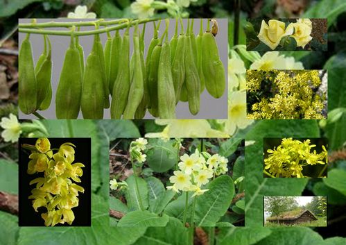 Le printemps en jaune et vert