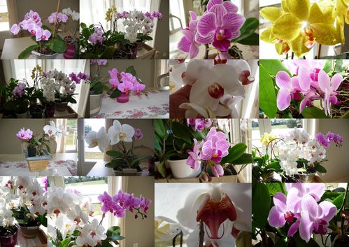 Montage de mes orchidées