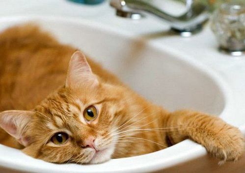 photographie-chat-roux-lavabo.jpeg