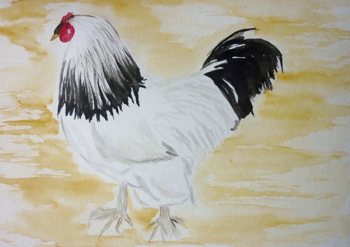 43 Un coq