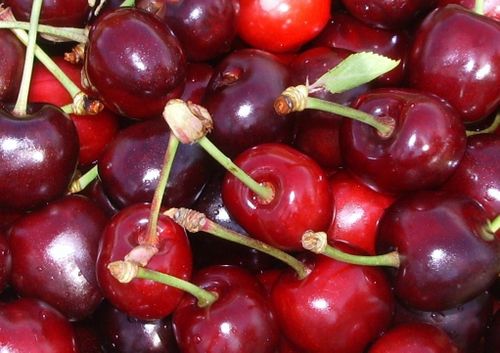 Le Temps des Cerises