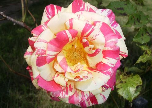 Rose deux Couleurs