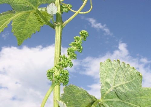 Vignes 3