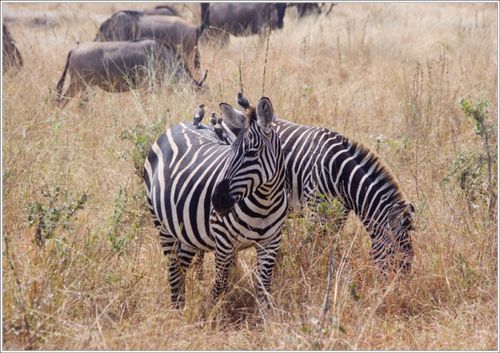 zebres du tarangire 1