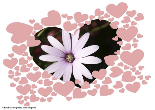 Fleurs & Coeurs