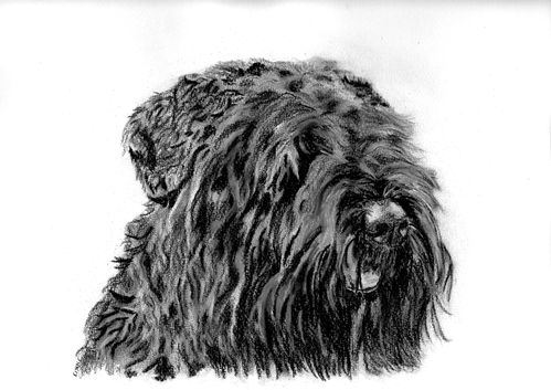 FOSTER-pastel-sec.jpg