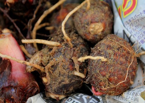 taro-dec-2012.jpg