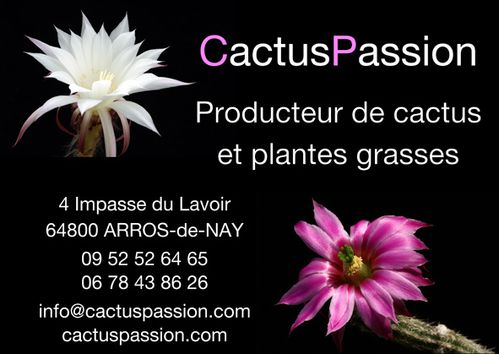 Cactus-Passion.jpg