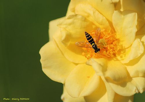 jaune-1
