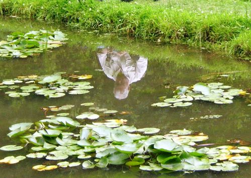 Conservatoire botanique (16)