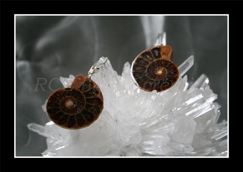 Ammonites bis (1) 30€ GF