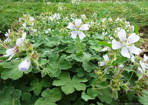 geranium renardii P1080300