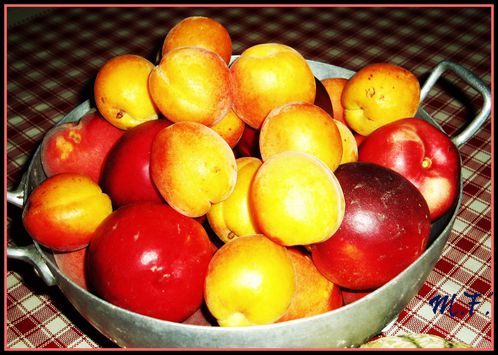 fruits-d-ete.jpg