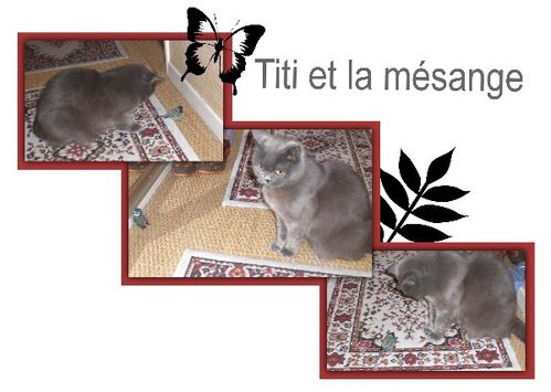 Titi-02-.jpg