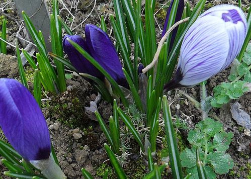 crocus.jpg