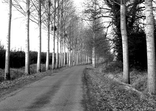 route de bouleaux