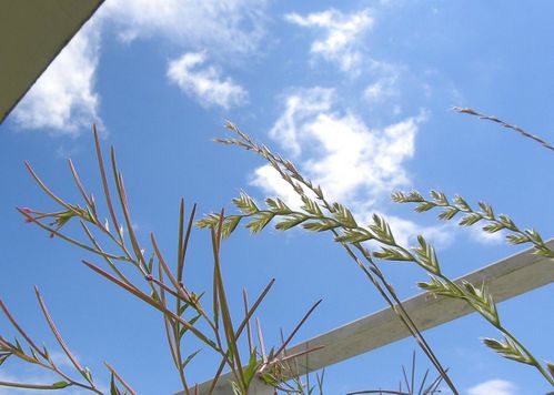 Herbes blacon2