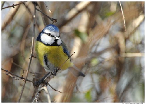 dans le jardin 17.01.2012 049