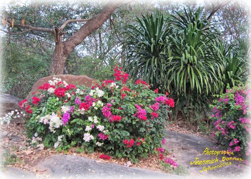Fleurs 03 copie
