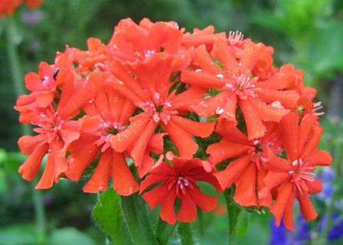 lychnis-chalcedonica.jpg