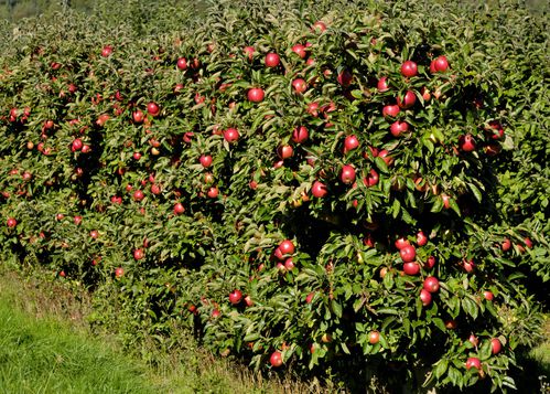 Anneville Les Pommiers et leurs pommes