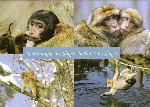 4.-Montagne-des-singes.jpg