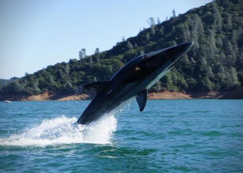 Shark-Submarine-by-Seabreacher-2.jpeg