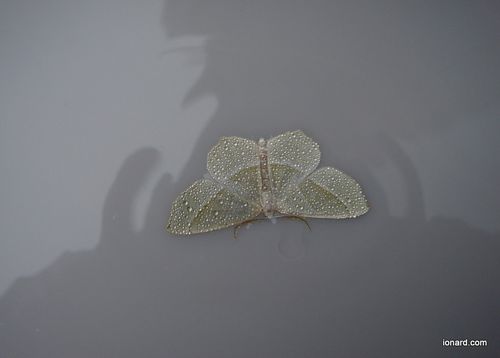 DSC02951-1