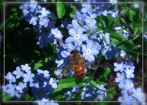 myosotis-03