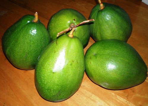 Avocats-du-jardin.JPG
