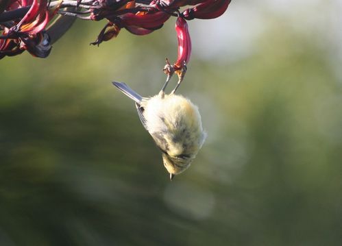 17-juillet-2010-oiseaux-jardin--16.jpg