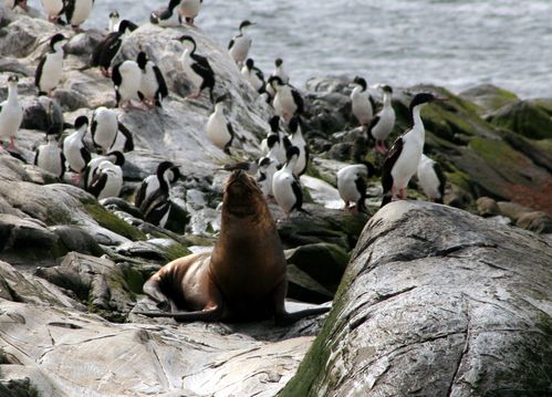 Beegle-lionne-et-cormorans.jpg