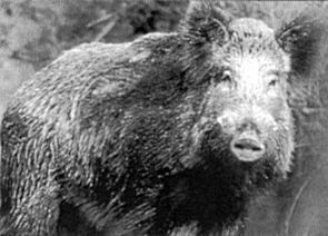 Sanglier0030