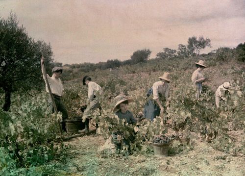 vendanges