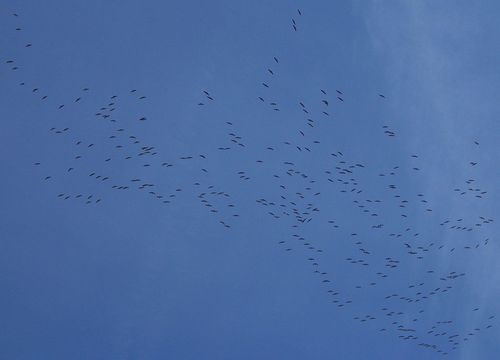 4 torticolis nino vol migratoire grues ivy blog