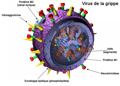 virus_grippe-1-.jpg