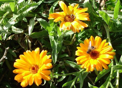 abeille.jpg