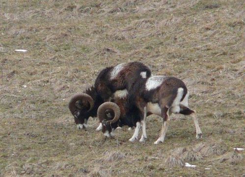 Mouflons mâles