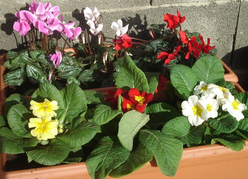 fleurs.jpg