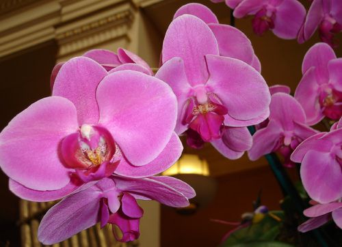 orchidee-copie-1