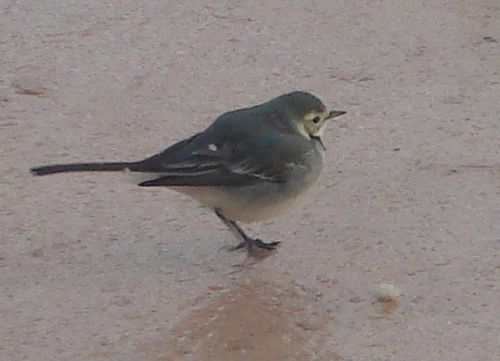 petit oiseau
