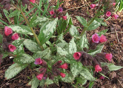 pulmonaria-fleurs-rouges-28-mars-11.jpg