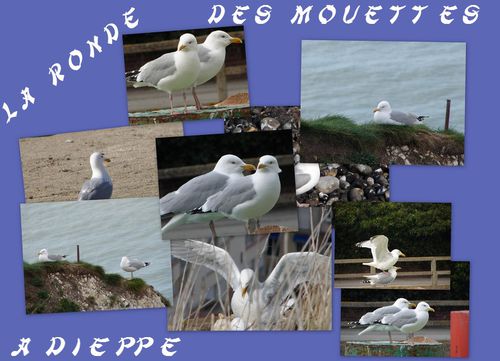 Copie-de-mouettes-a-dieppe.jpg