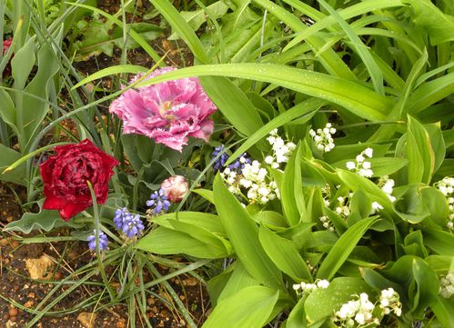 Muguet-tulipes.jpg