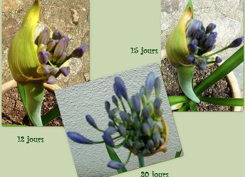 Fleur d'agapanthe (2)