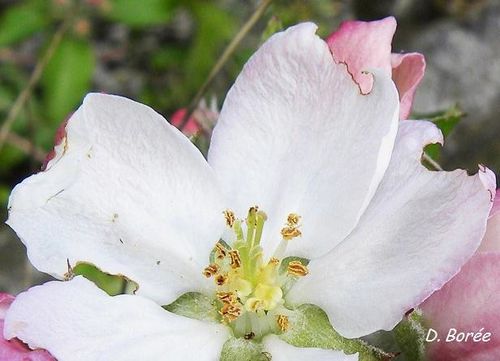 Fleur de pommier grignotée