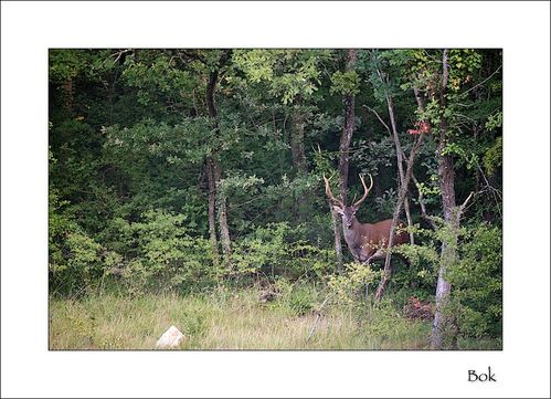 Exhibition en foret de fontainebleau
