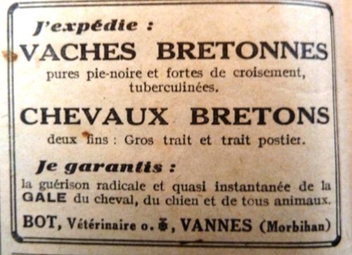 vaches7.JPG