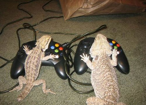jeu-video-animaux.jpg